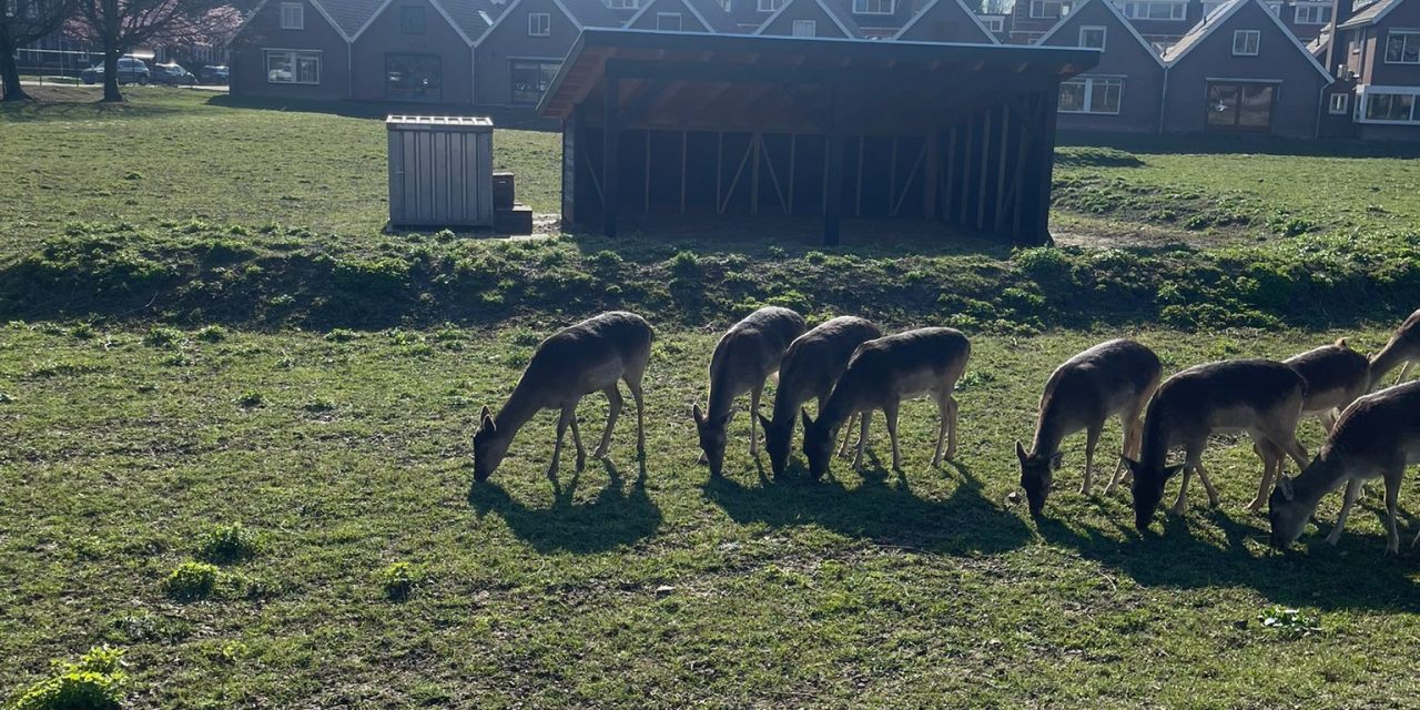 Woerden opent vernieuwd hertenkamp met steun van de wijk