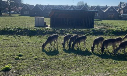 Woerden opent vernieuwd hertenkamp met steun van de wijk