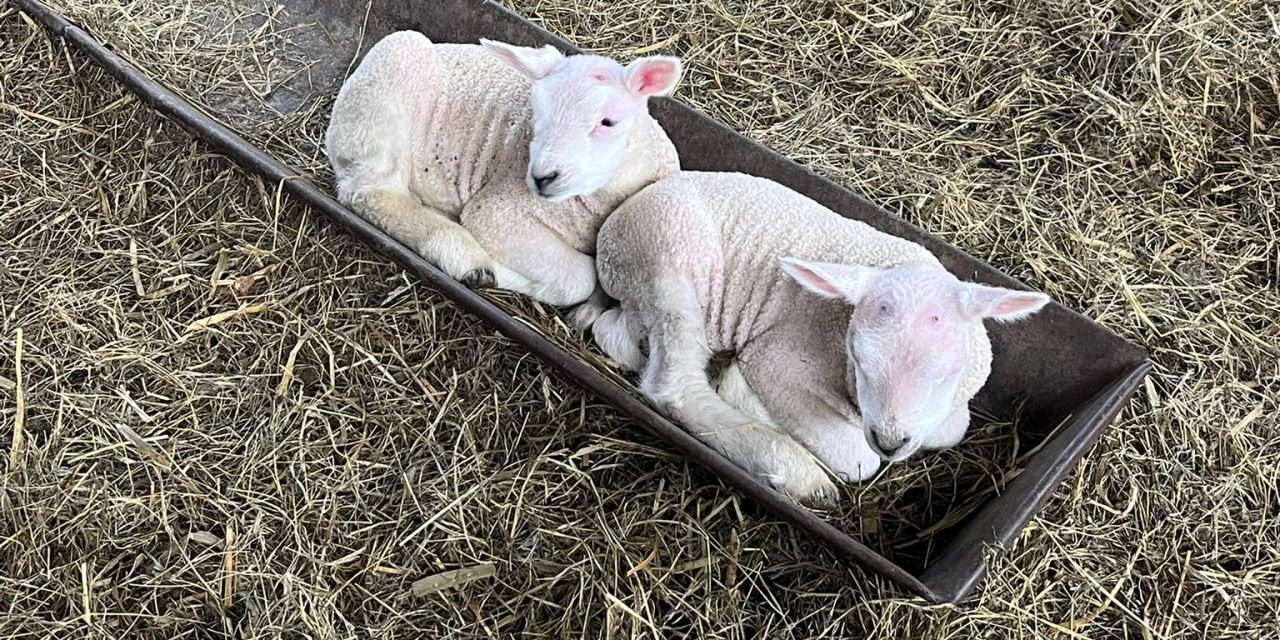 Pasgeboren lammetjes bij BoerBert
