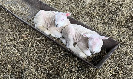 Pasgeboren lammetjes bij BoerBert