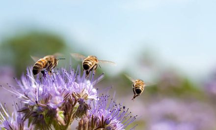 Nationale bijentelling benadrukt belang biodiversiteit