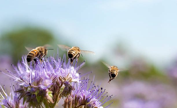 Nationale bijentelling benadrukt belang biodiversiteit