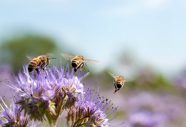 Nationale bijentelling benadrukt belang biodiversiteit
