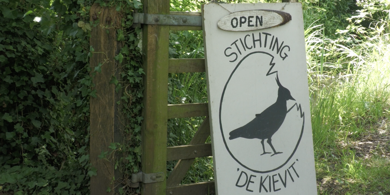 Bloemen tekenen in de natuur: stichting de kievit viert de langste dag van het jaar