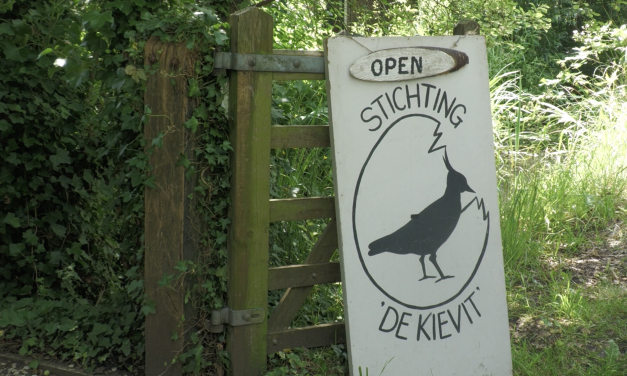 Bloemen tekenen in de natuur: stichting de kievit viert de langste dag van het jaar