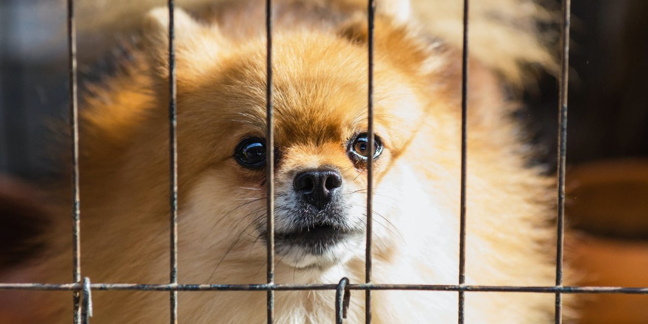 Beschermd: Geen commentaar vanuit instanties op vermeende malafide hondenhandelaar in Zeist