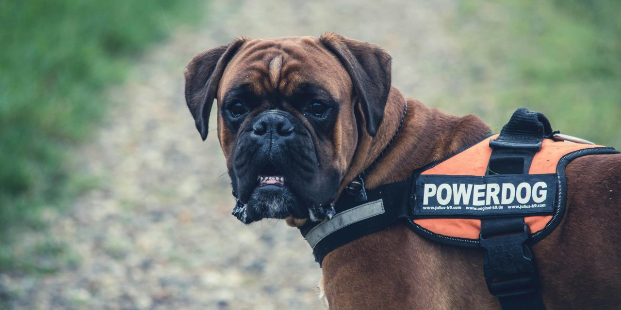 Ongetrainde baasjes, steeds meer gevaarlijkere honden: schreeuw om cursusvereiste