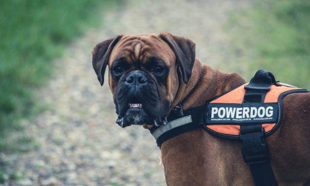 Ongetrainde baasjes, steeds meer gevaarlijkere honden: schreeuw om cursusvereiste