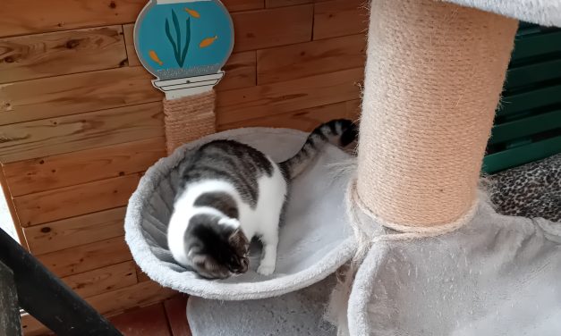 Kattenopvang Stichting Jasmijn zit steeds voller