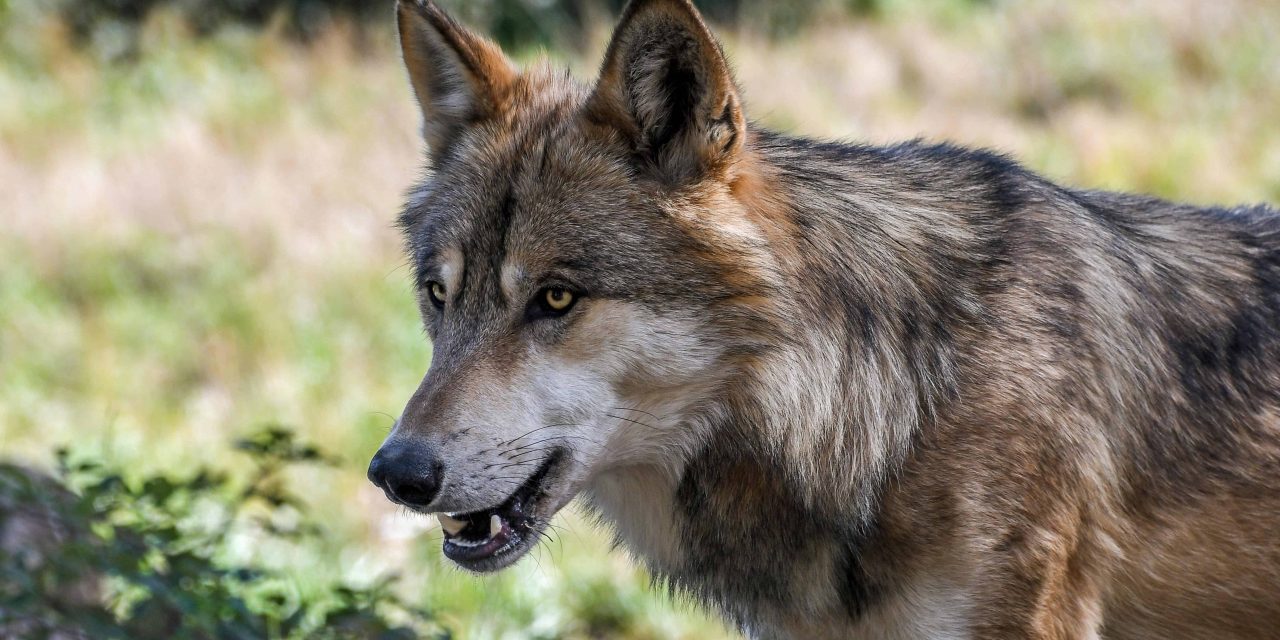 Beschermde wolf jaagt op controverse: overlast neemt toe