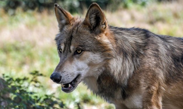 Beschermde wolf jaagt op controverse: overlast neemt toe