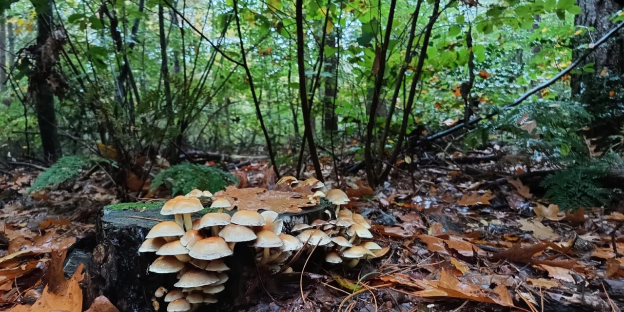 Een complete paddenstoelen ervaring vanuit het Dorpshuis Austerlitz