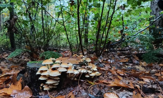 Een complete paddenstoelen ervaring vanuit het Dorpshuis Austerlitz