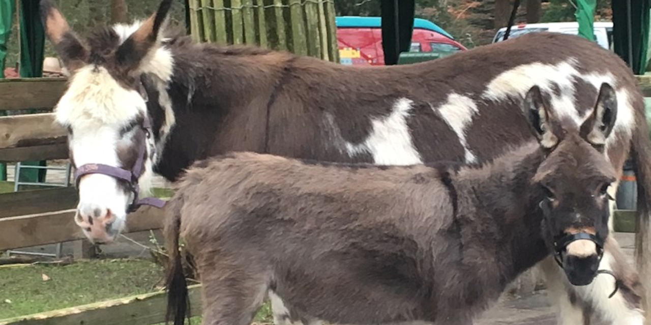 De wolf heeft invloed op het leven van Zeisternaren