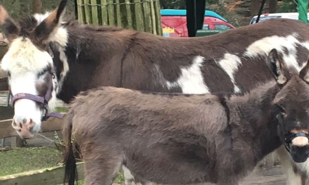 De wolf heeft invloed op het leven van Zeisternaren