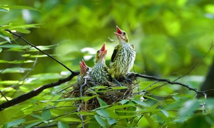 Merijn van Leeuwen: Natuurbescherming in Zeist met WWF-Nederland