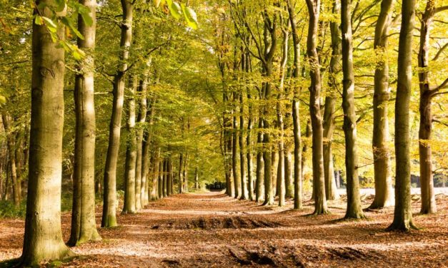 Intensievere maatregelen om natuurbranden op de Utrechtse Heuvelrug te vermijden.