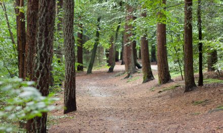 Extreem droge lente desastreus voor vogels Zeist