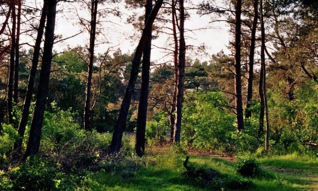 Rouwwandeling in Zeist biedt plek voor verdriet: ‘Als je kan praten over je rouw, kan daarna de liefde weer stromen’