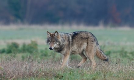Risico op incidenten met wolf in Utrechtse bossen blijft groot