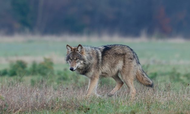 Risico op incidenten met wolf in Utrechtse bossen blijft groot