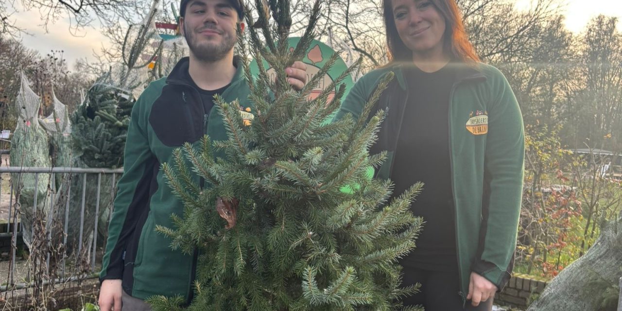 Duurzame kerstbomen zorgen voor winterdrukte op Dorpsboerderij De Brink