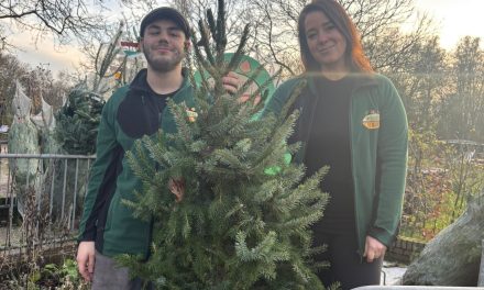Duurzame kerstbomen zorgen voor winterdrukte op Dorpsboerderij De Brink