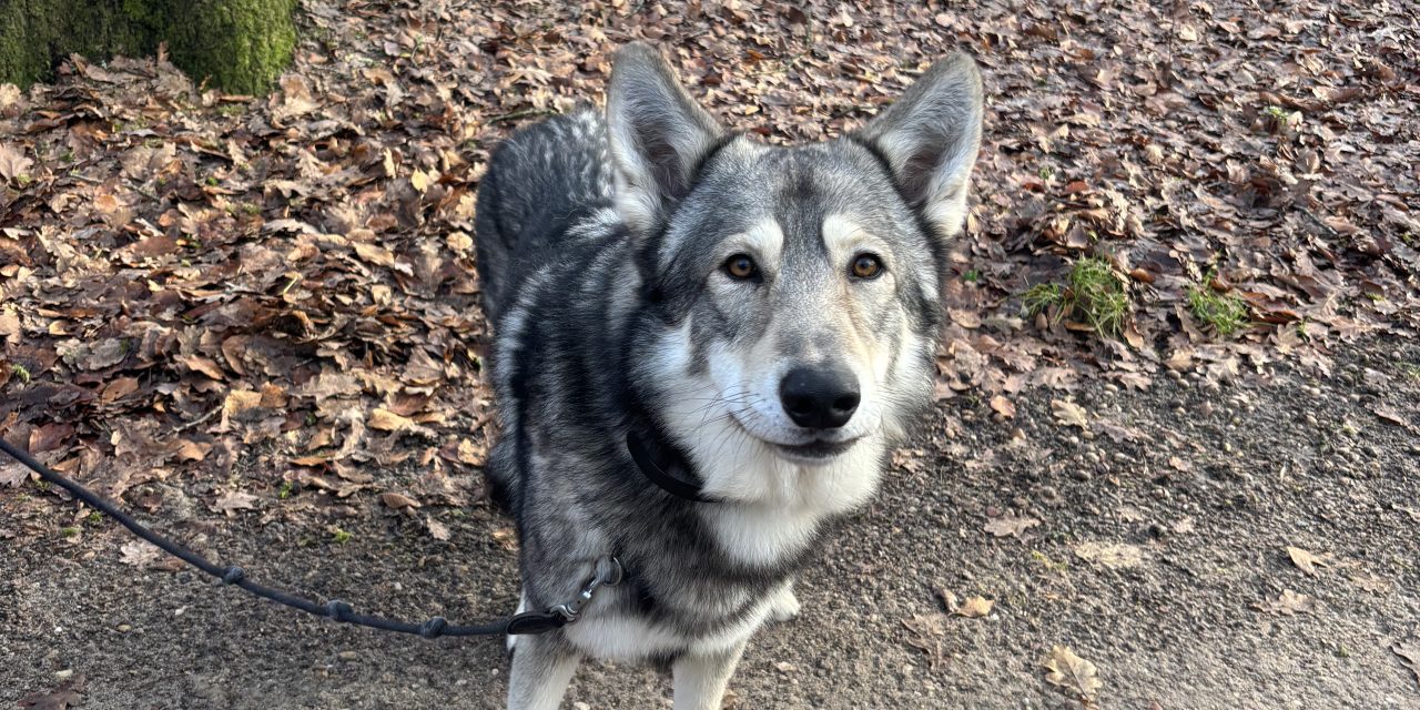 ‘De wolf is hier niet het probleem, in feite zijn wij het probleem’