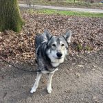 ‘De wolf is hier niet het probleem, in feite zijn wij het probleem’