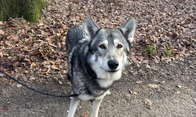‘De wolf is hier niet het probleem, in feite zijn wij het probleem’