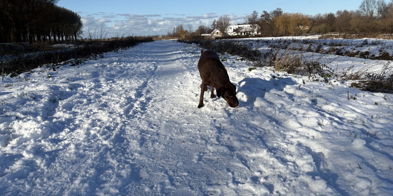 Winterwandeling brengt honden en baasjes samen