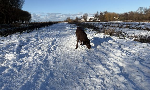 Winterwandeling brengt honden en baasjes samen