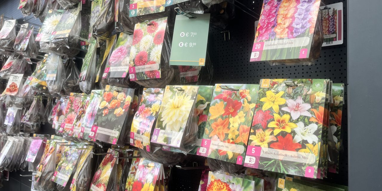 Voorjaarsbollen staan in bloei en zorgen voor drukte in Tuincentrum Abbing