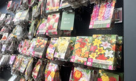 Voorjaarsbollen staan in bloei en zorgen voor drukte in Tuincentrum Abbing