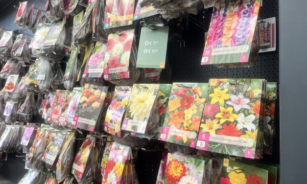 Voorjaarsbollen staan in bloei en zorgen voor drukte in Tuincentrum Abbing