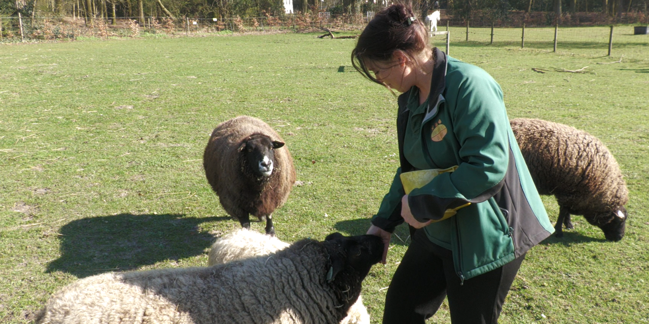 Eerste lentedagen brengen extra leven naar Dorpsboerderij De Brink