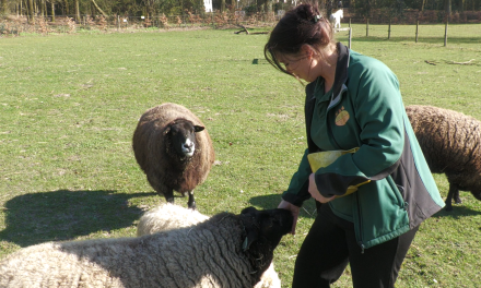 Eerste lentedagen brengen extra leven naar Dorpsboerderij De Brink