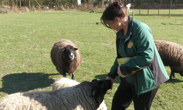 Eerste lentedagen brengen extra leven naar Dorpsboerderij De Brink