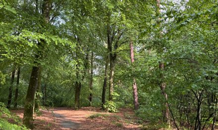 Droogte vergroot risico op natuurbranden rond Austerlitz